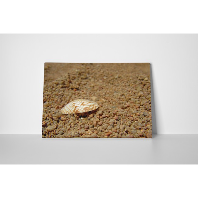 Kagyló és kavicsok