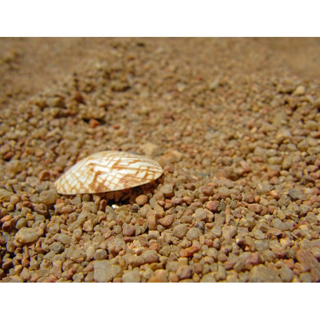 Kagyló és kavicsok