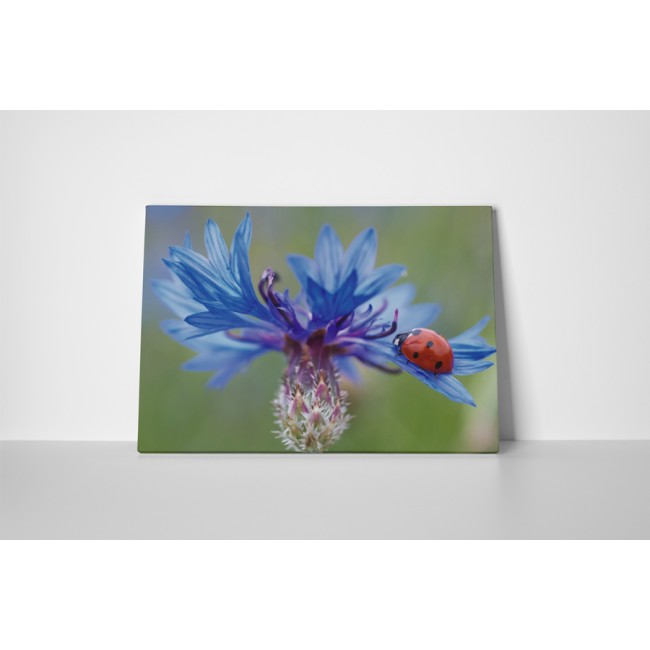 Merész katicabogár