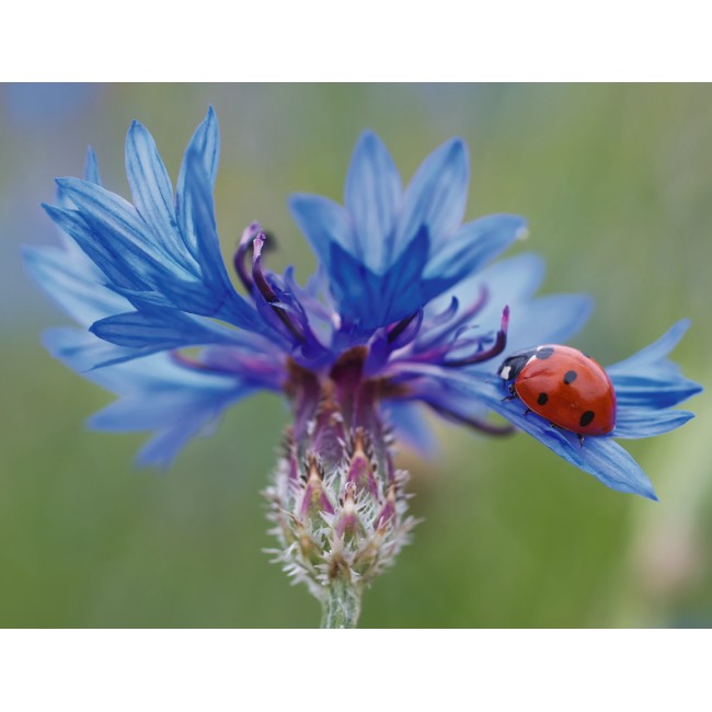 Merész katicabogár