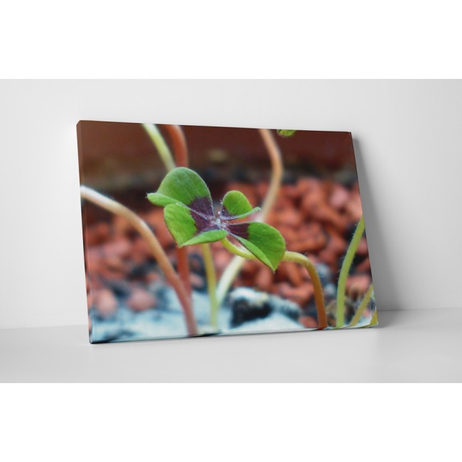 Négy levelű lóhere