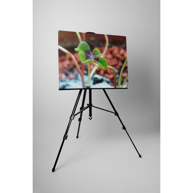 Négy levelű lóhere