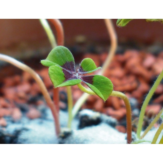 Négy levelű lóhere