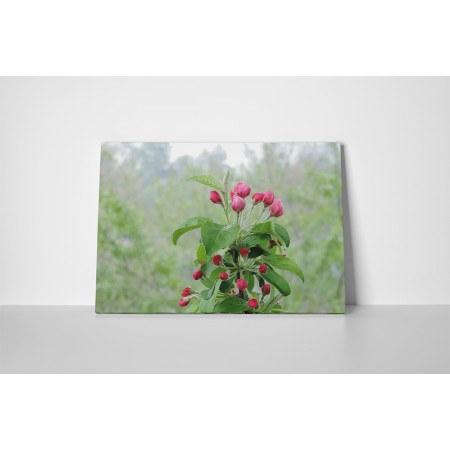 Almafa virágzás közben