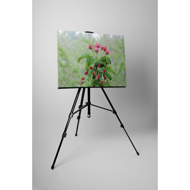 Almafa virágzás közben