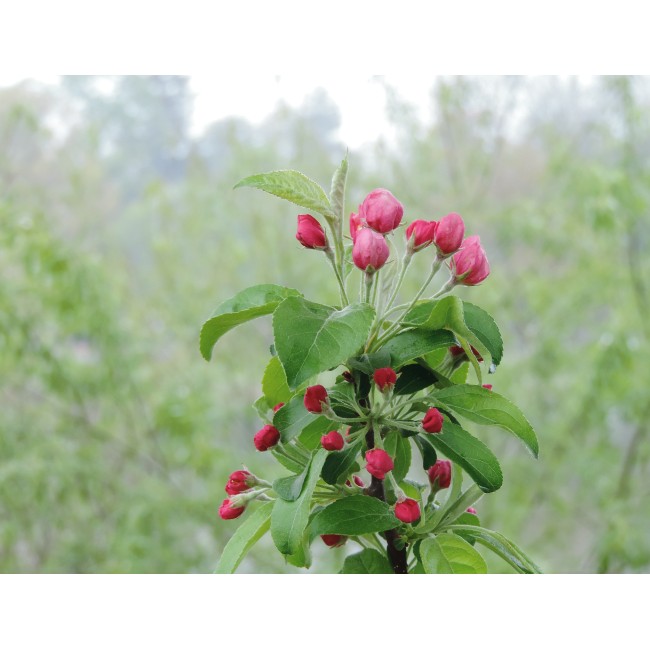 Almafa virágzás közben