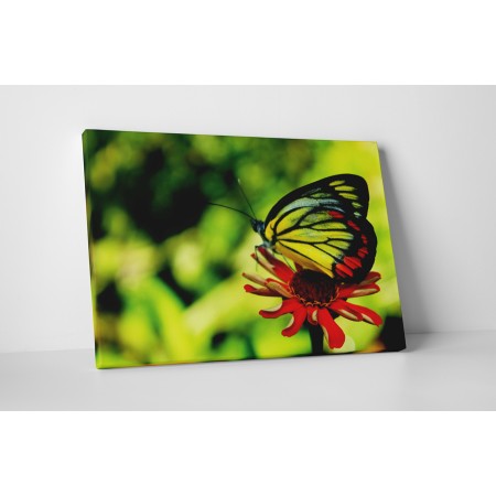 Piros gerbera és a pillangó