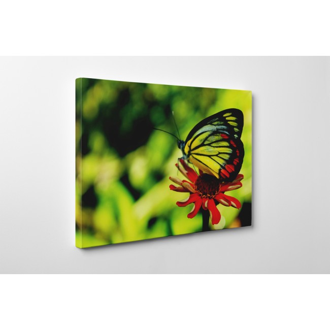 Piros gerbera és a pillangó