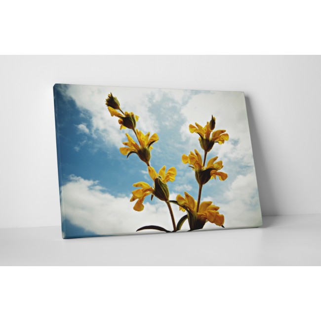 Sárga látnokzsálya