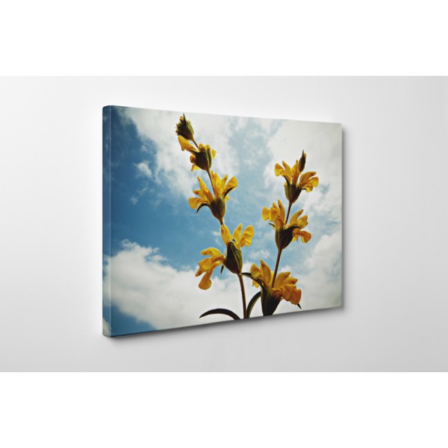 Sárga látnokzsálya