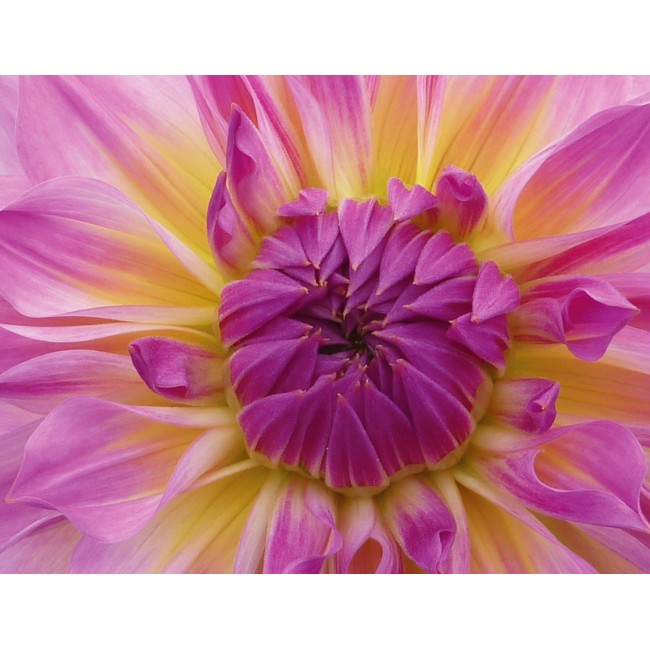 Gyönyörű virágbimbó