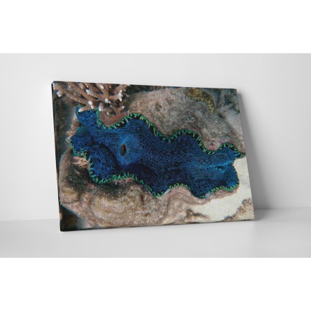 A nagy korall zátony