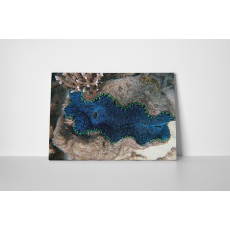 A nagy korall zátony