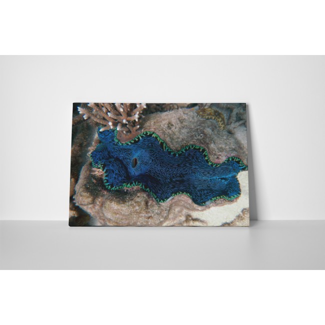 A nagy korall zátony