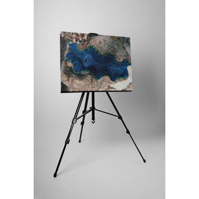 A nagy korall zátony