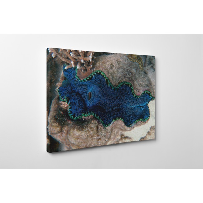 A nagy korall zátony