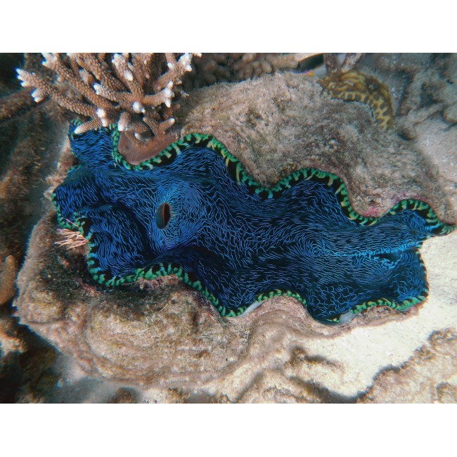 A nagy korall zátony