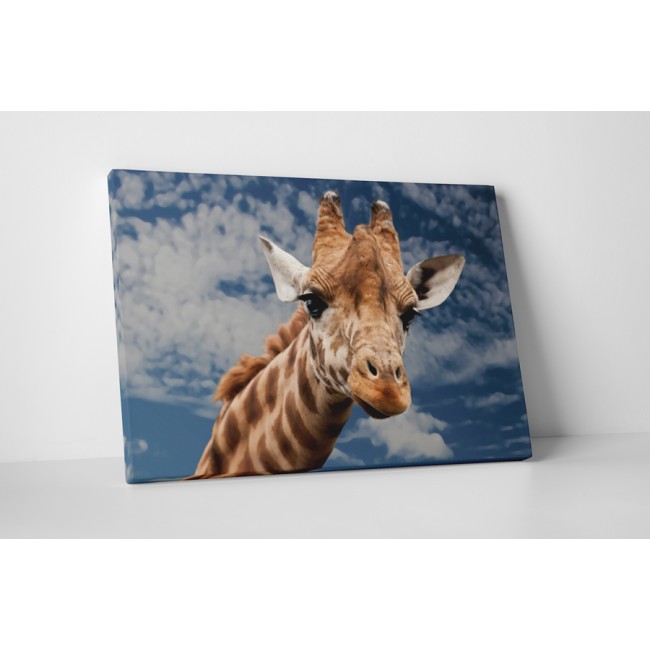 Egekig érő zsiráf