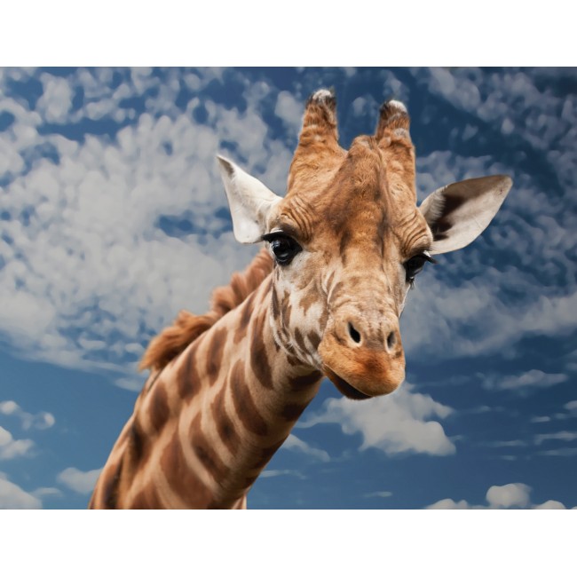 Egekig érő zsiráf