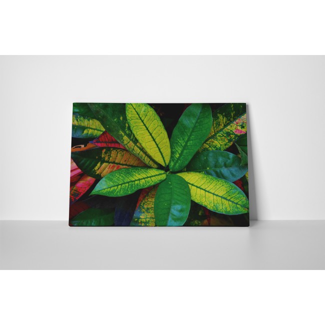 Zöldellő szobanövény