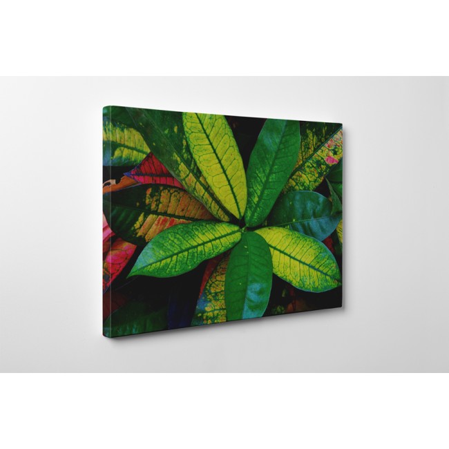 Zöldellő szobanövény