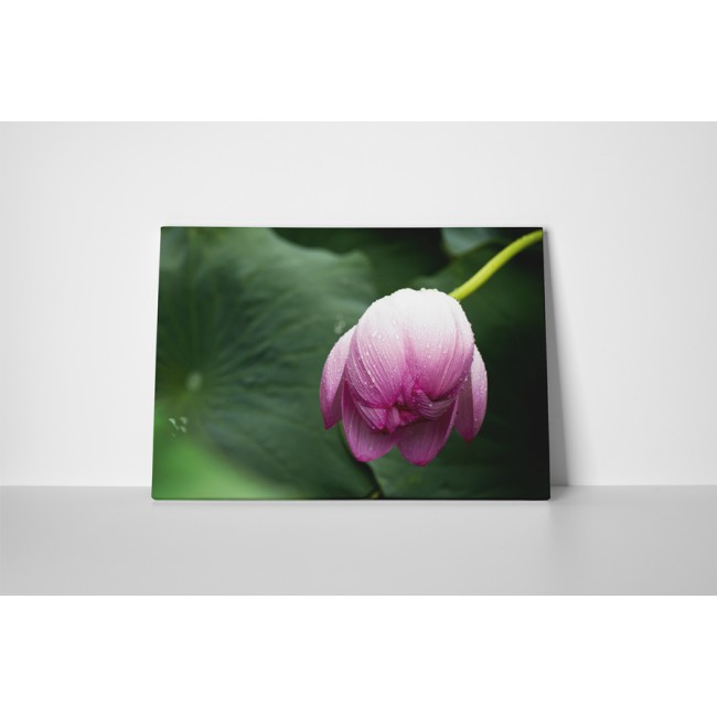 Ébredező virágbimbó