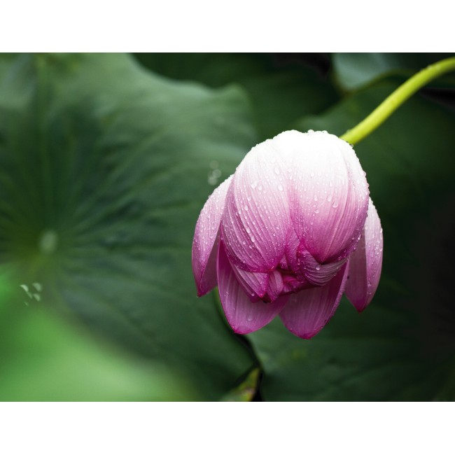 Ébredező virágbimbó