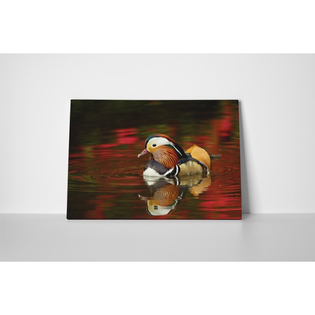 Színes mandarin kacsa