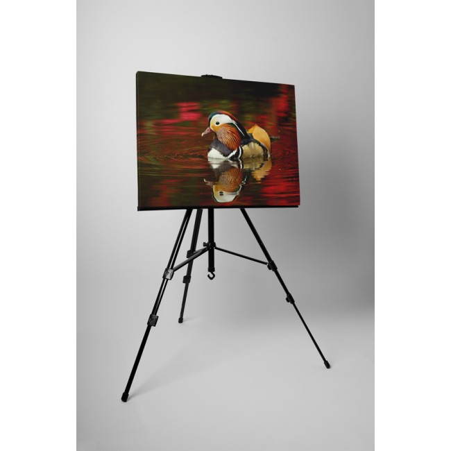 Színes mandarin kacsa