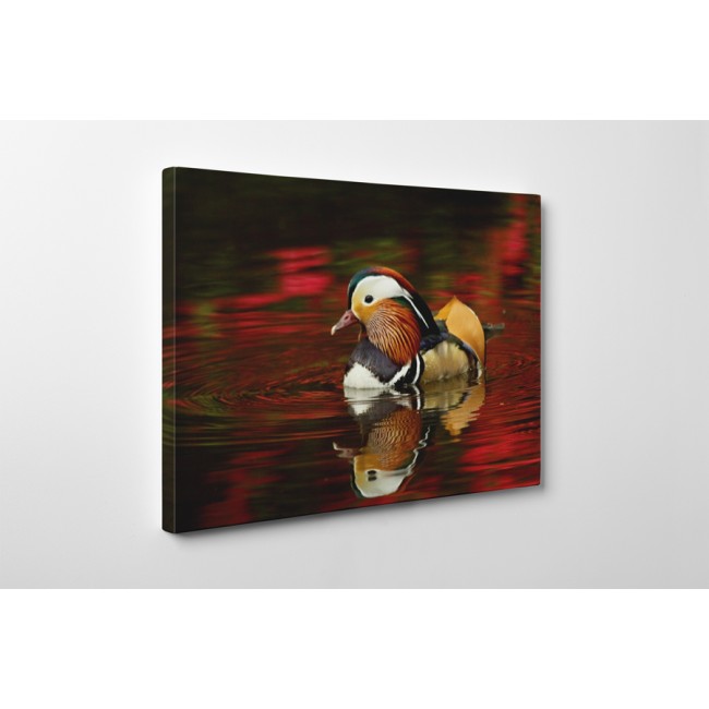 Színes mandarin kacsa