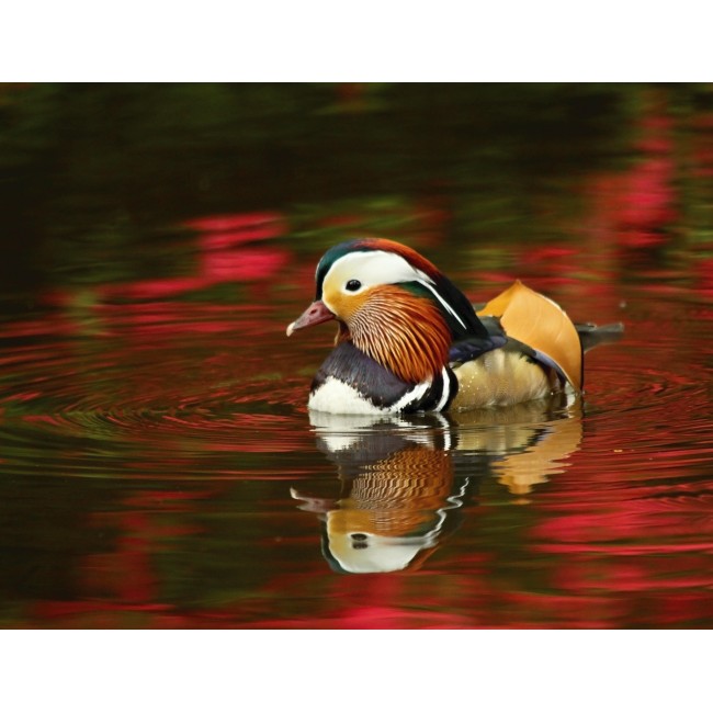 Színes mandarin kacsa