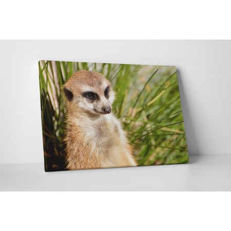 Kíváncsi szurikáta