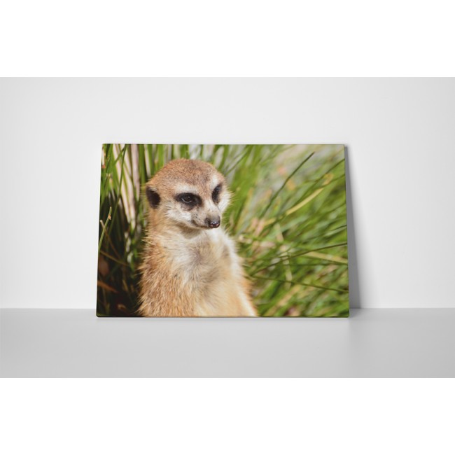 Kíváncsi szurikáta