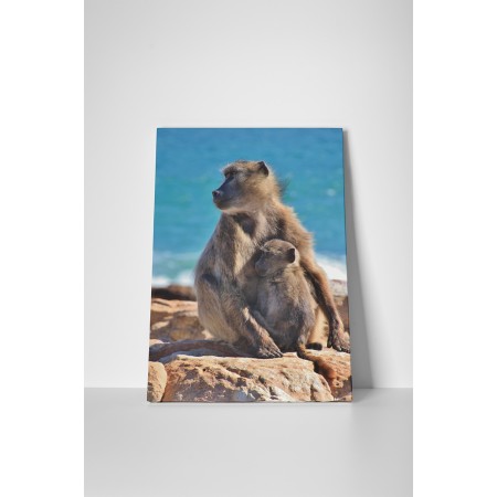 Majom anyuka és kicsinye