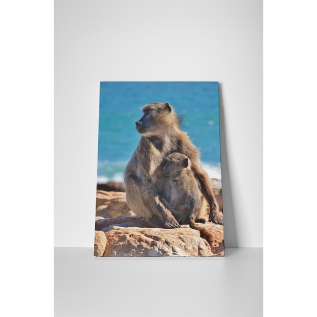 Majom anyuka és kicsinye