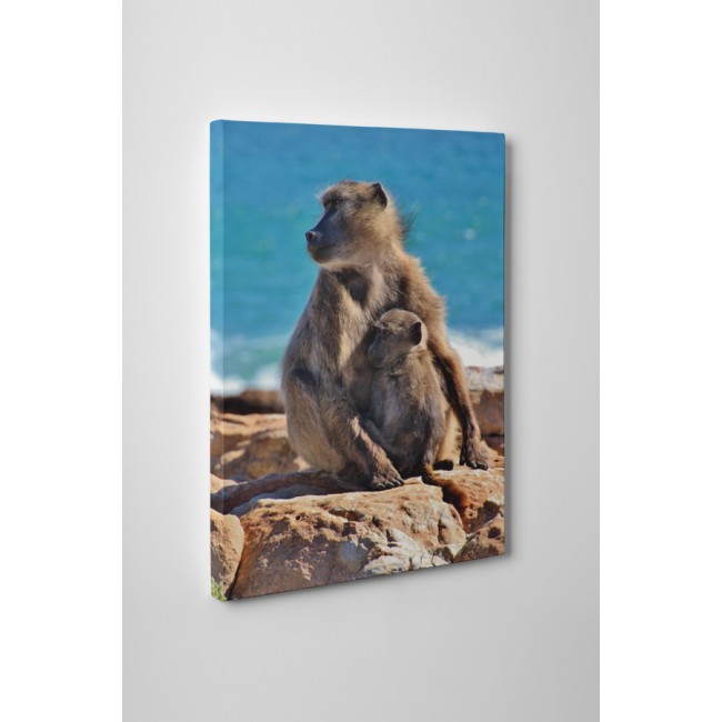 Majom anyuka és kicsinye