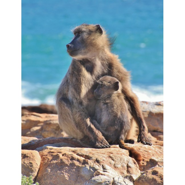 Majom anyuka és kicsinye