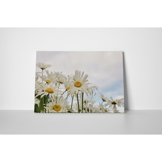 Az egyszerű virágok szépsége