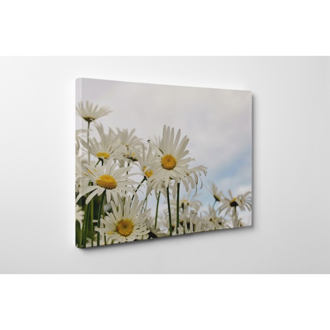 Az egyszerű virágok szépsége