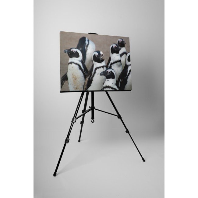 Pingvin csoport gyülekezése