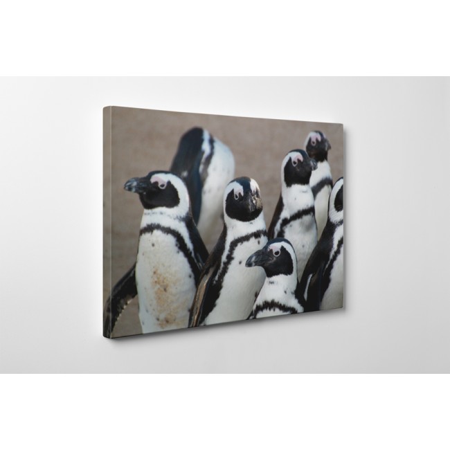 Pingvin csoport gyülekezése