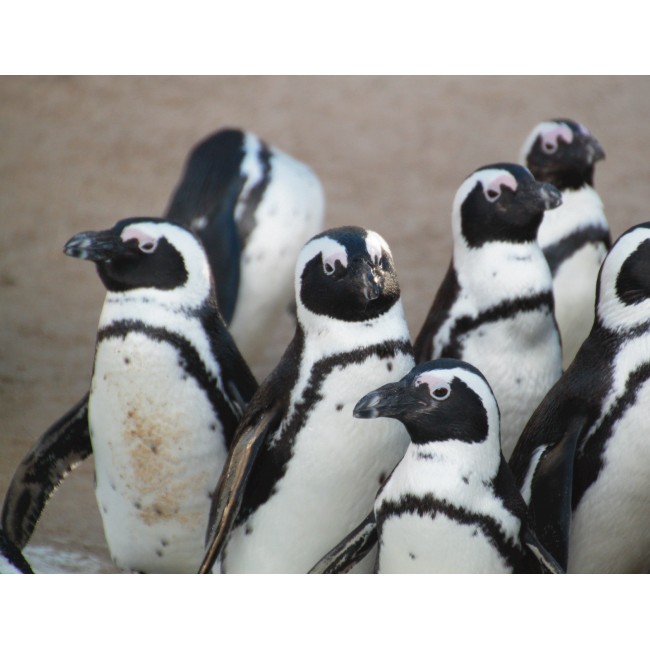 Pingvin csoport gyülekezése