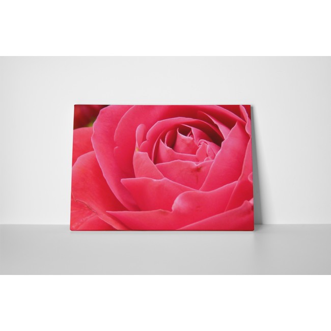 Illatos rózsa közelről