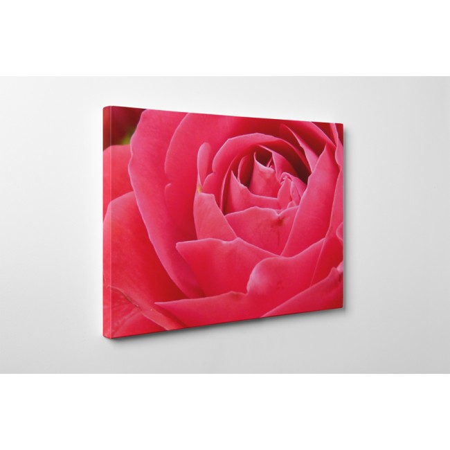 Illatos rózsa közelről