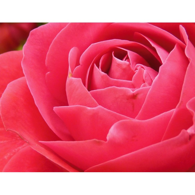 Illatos rózsa közelről