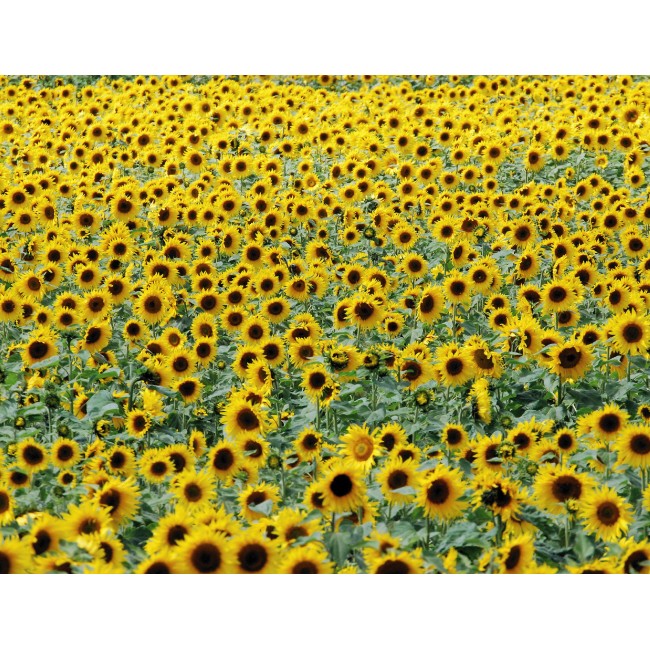 Mindenhol csak napraforgó