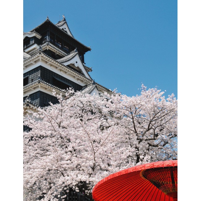 Sakura virágzás tavasszal