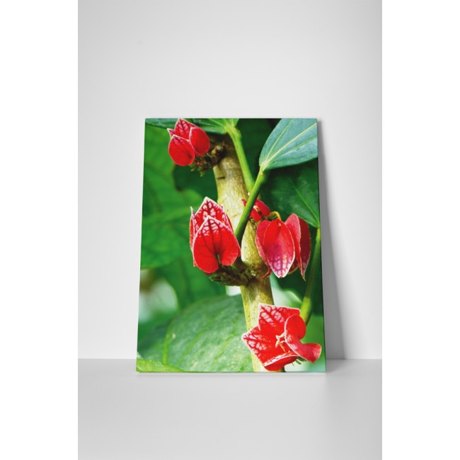 Trópusi apró virágok