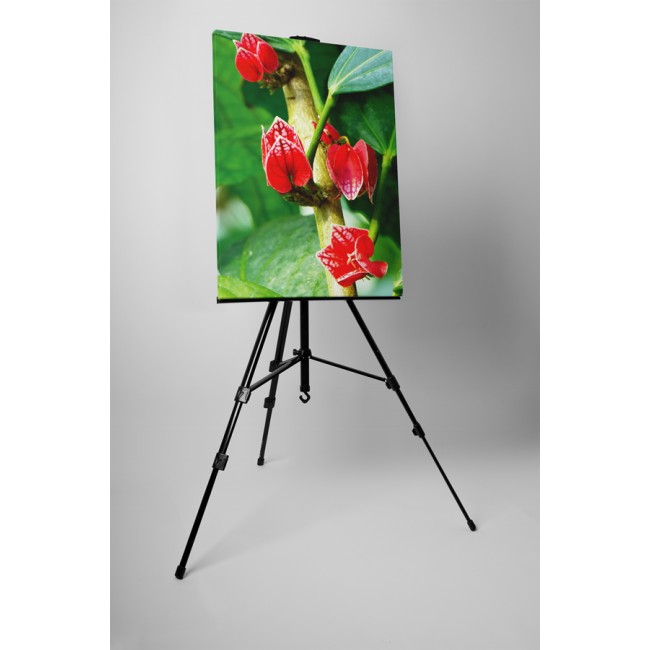 Trópusi apró virágok