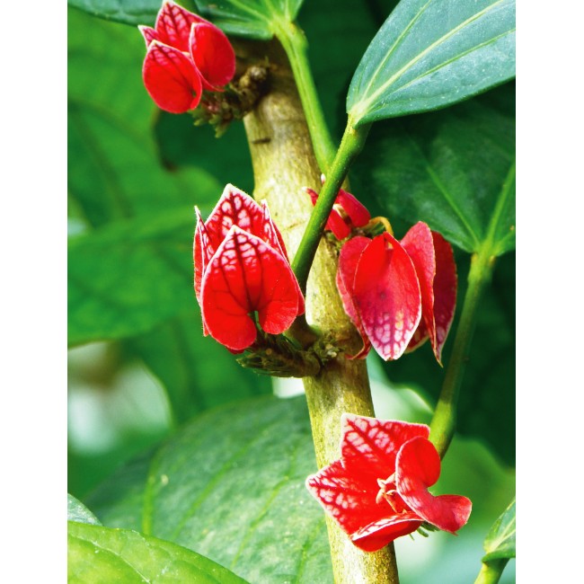 Trópusi apró virágok